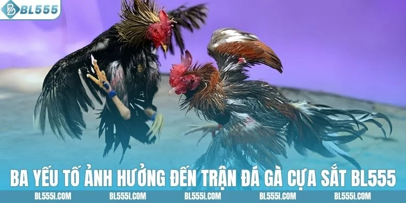 3 yếu tố tác động đến diễn biến đá gà cựa sắt BL555