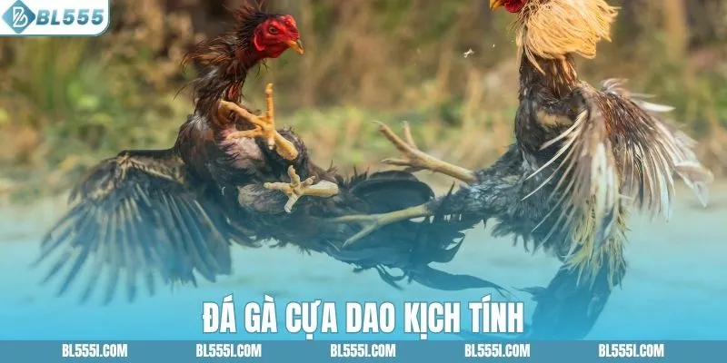 Đá gà cựa dao kịch tính