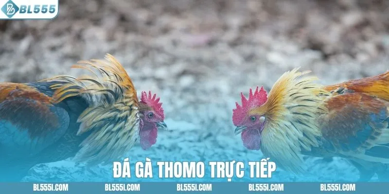 Đá gà Thomo trực tiếp