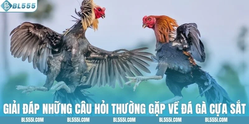 Giải đáp thắc mắc về đá gà cựa sắt BL555 