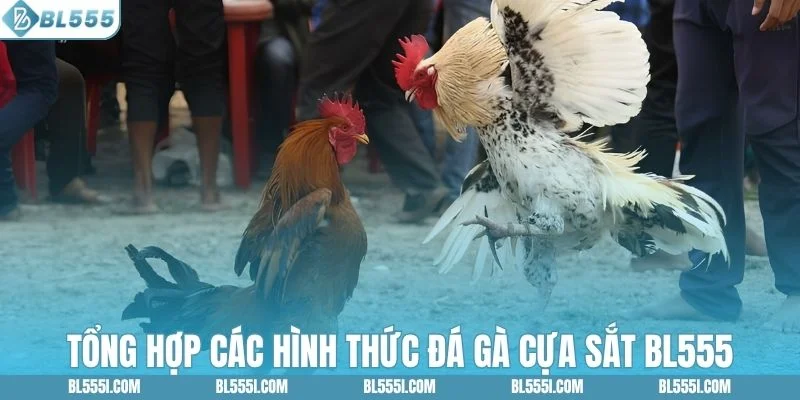 Khám phá các thể loại đá gà cựa sắt BL555
